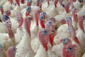 Inghams sacks workers for cruelty and installs video monitoring